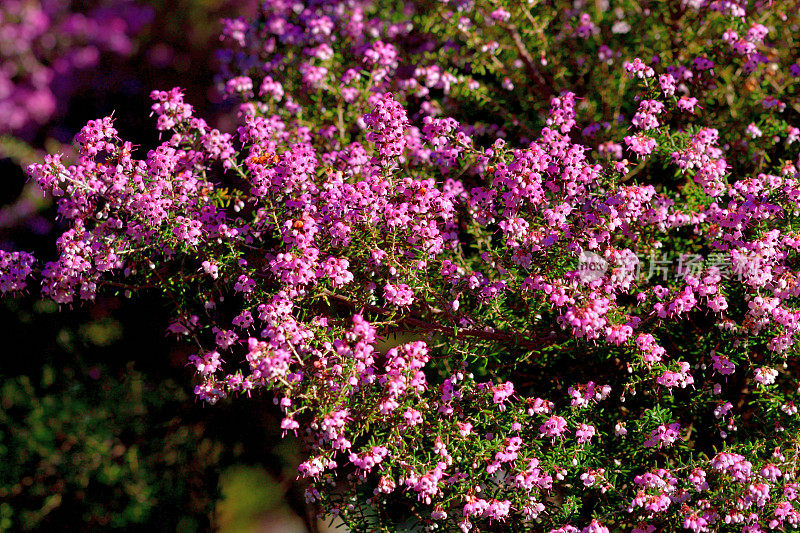 Erica cananaliculata / Channeled Heath /靶心设计Erica / Janome Erica